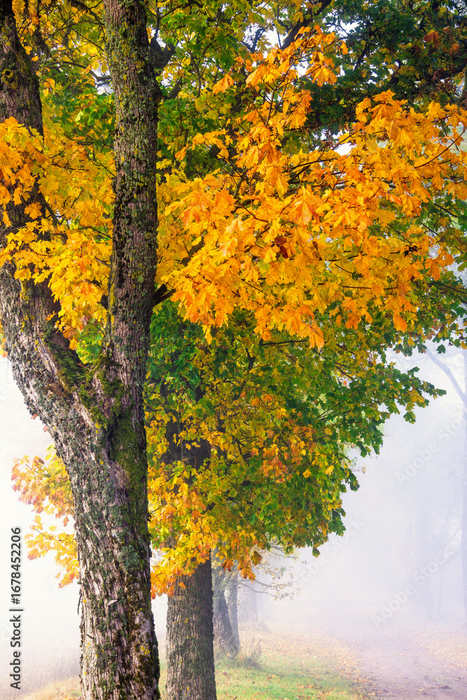 Fototapeta premium Maple tree in autumn colours a mist autumn day