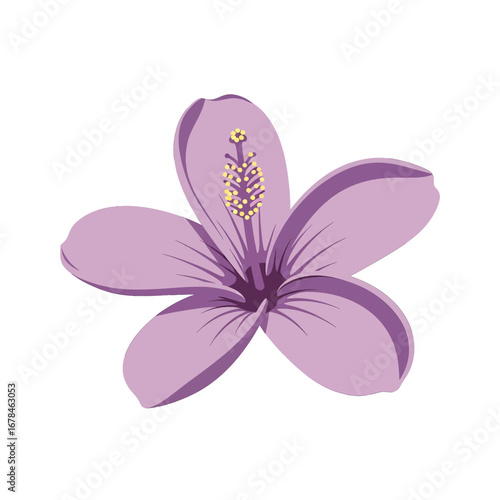 Isolated Lilac Flower Blossom with Yellow Center Showing Stamens Pistils in Macro Photography on White Background