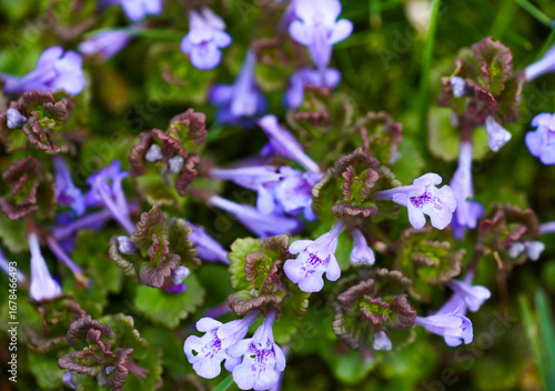 Purple flowers of ground ivy. Close-up of the flowering plant.
