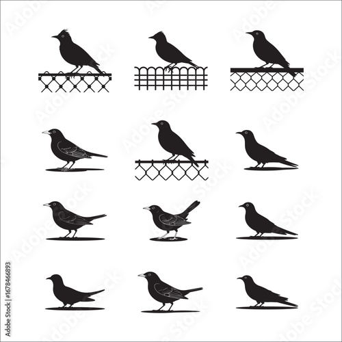 A collection of black flying birds