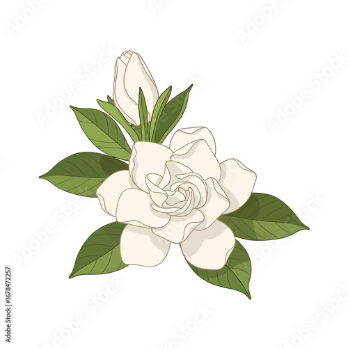 Delicate White Gardenia Blossom with Green Leaves and Closed Bud Detailed Botanical Illustration Isolated on White