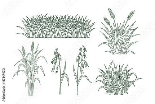 Botanical Illustrations: Detailed Hand Drawn Oat Plants and Grass Clumps on White