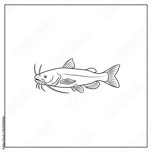 catfish illustration a detailed line drawing of a catfish in a white background perfect for zoology resources