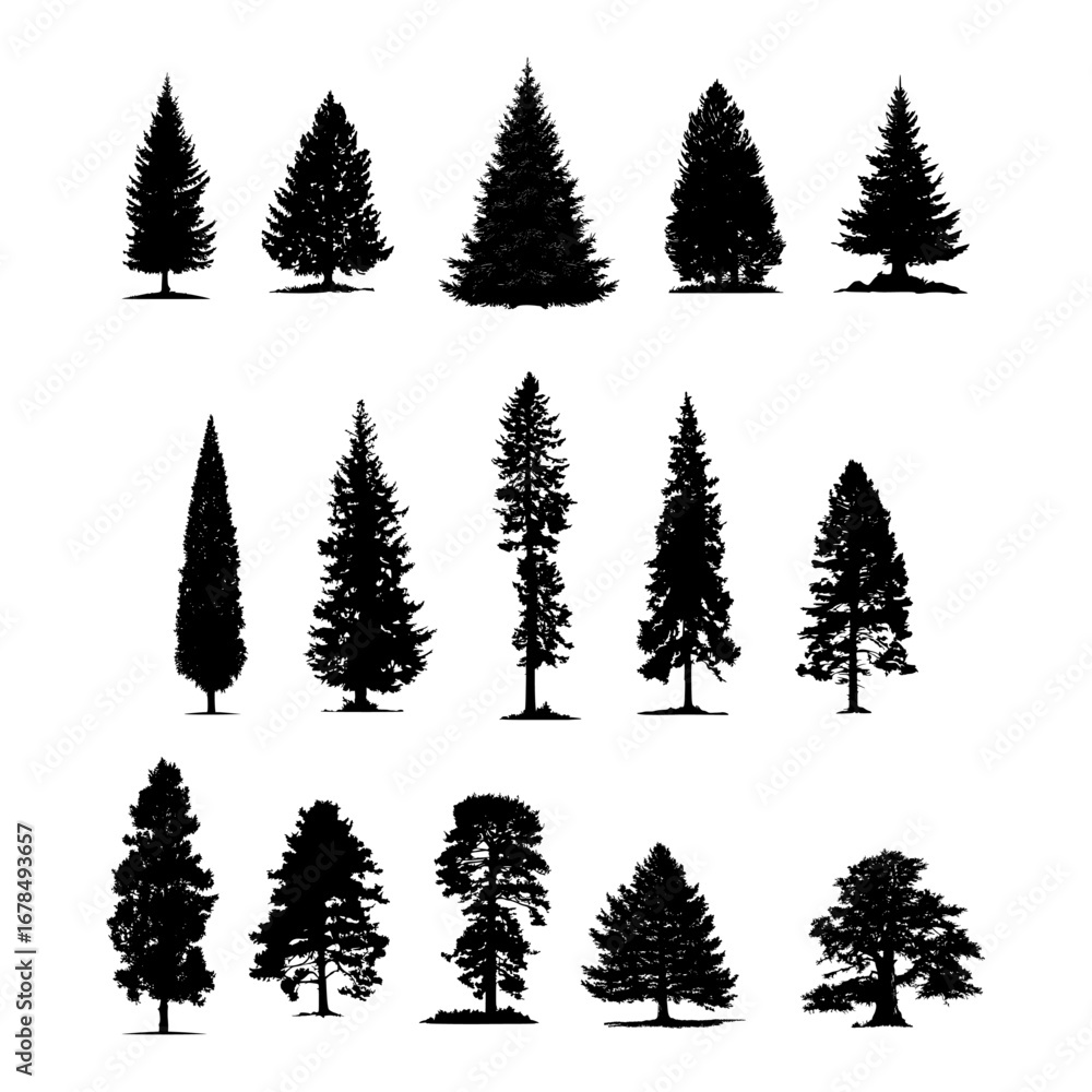 Obraz premium Silhouettes of fir, pine, and cypress – vector design of evergreen trees