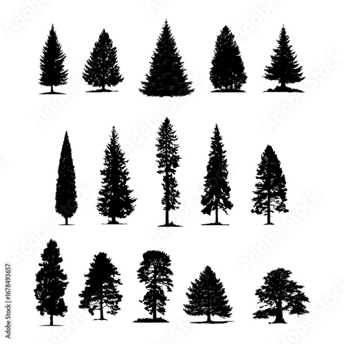 Silhouettes of fir, pine, and cypress – vector design of evergreen trees
