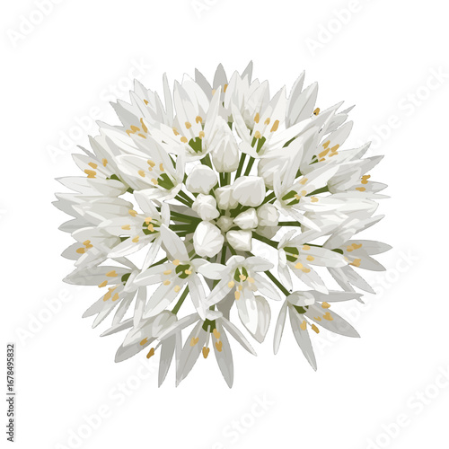 Isolated White Allium Blossom Bloom Freshness in Close Up Floral Arrangement Showing Botanical Herb Detail