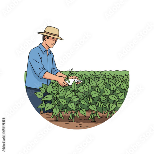 Farmer Inspecting Soybean Crop in Green Field with Straw Hat Blue Shirt Under Daylight in Rural Setting Agriculture Concept Illustration