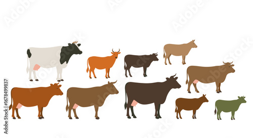 Diverse herd of cattle in flat design on white background