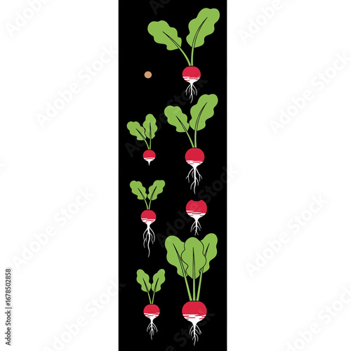 Life Cycle of Radish Plant Growing Stages and Root Vegetables in Farm Organic Food in Dark Background