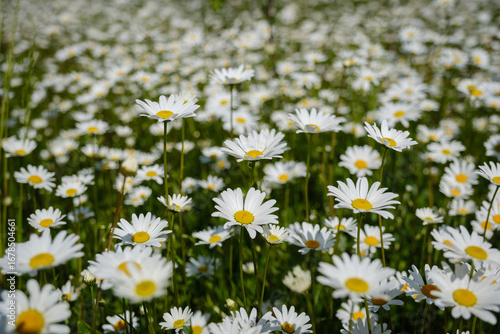 Billede på lærred White Oxeye daisy blooming grassland