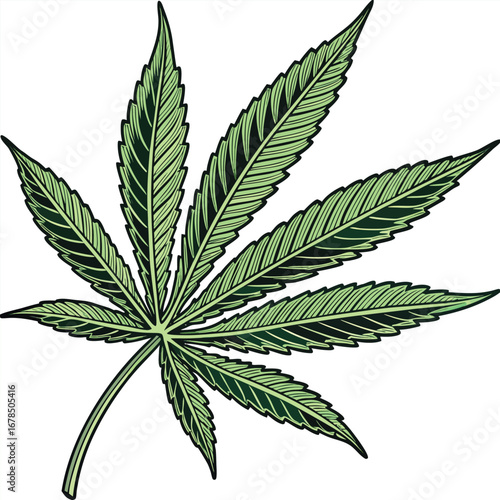 A detailed illustration of a cannabis leaf with prominent veins and serrated edges, presented against a white background.