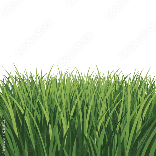 Lush Green Grass Blades on White Background in a Vibrant Spring Meadow