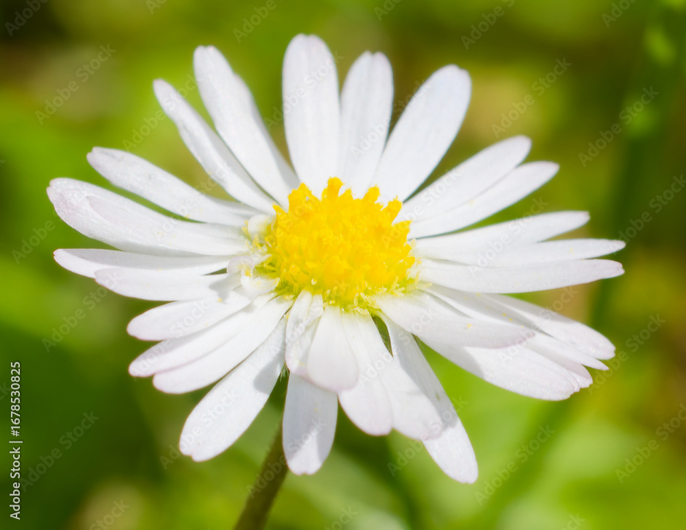 Fototapeta premium Gänseblümchen