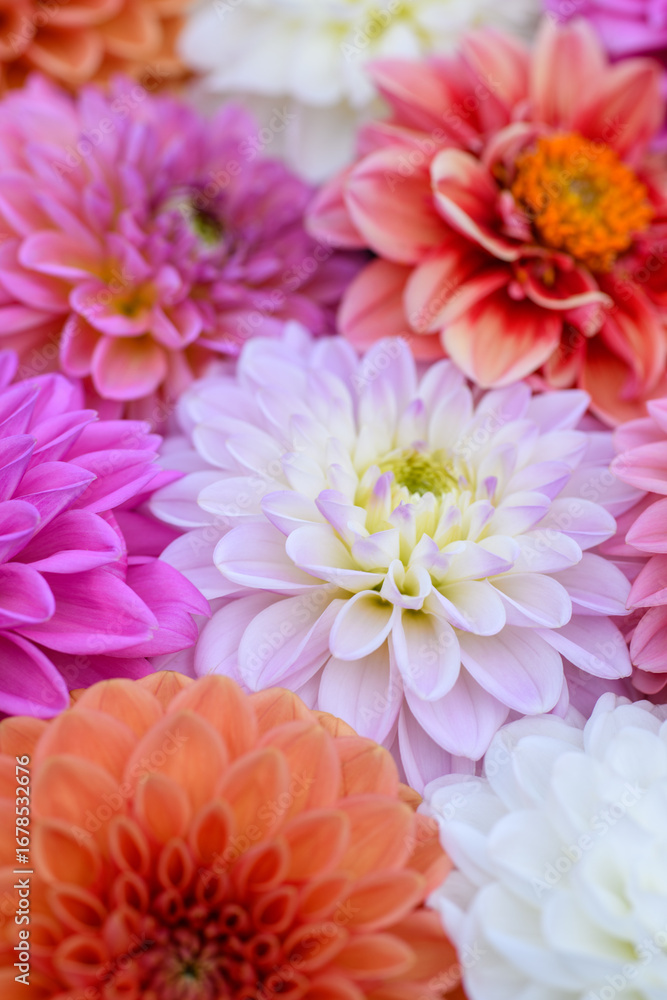 Obraz premium Pink, purple, lilac and white dahlia blooms background. Pastel shades dahlia flowers close up. Floral wallpaper
