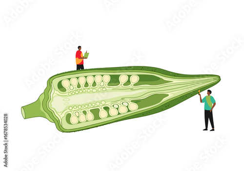 Scientists examining okra cross-section illustration for scientific research and culinary projects