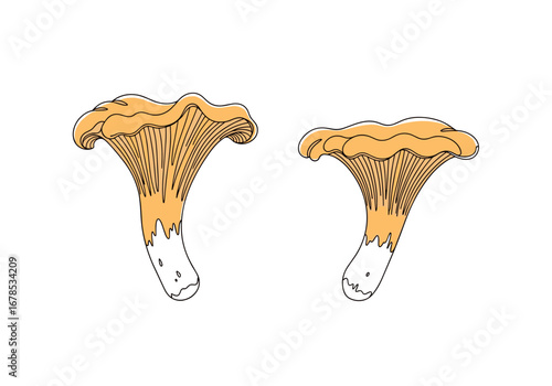 Two elegant chanterelle mushrooms illustrated in a modern minimalist line art style