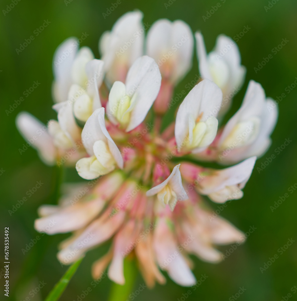 Fototapeta premium blume