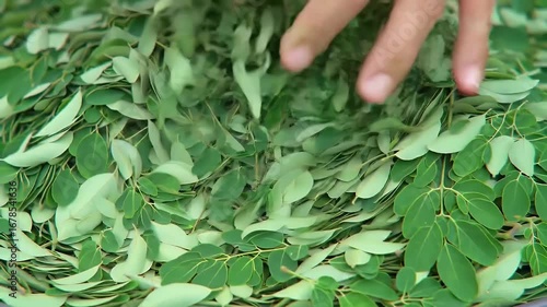 Detailed Close Up of Dried Moringa Leaf Production Sorting Process Featuring Vibrant Green Leaves Highlighting Natural Texture and Hand Movement a Focus on Herbal Medicine and Nutritional Benefits