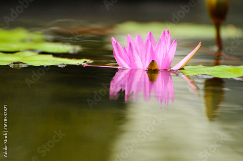 pink water lily