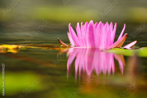 pink water lily