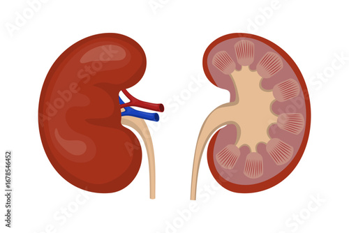 Human kidney anatomy showing renal vein, renal artery and ureter