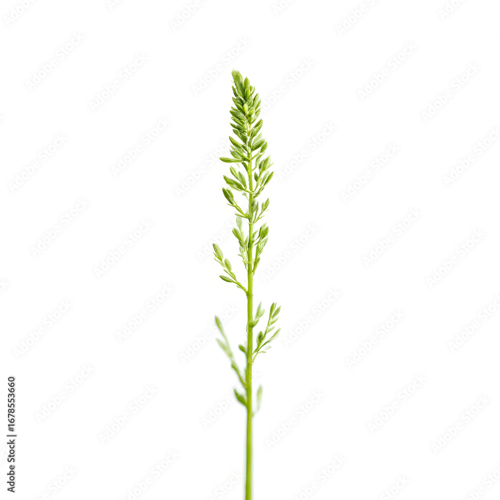 Naklejka premium Plants