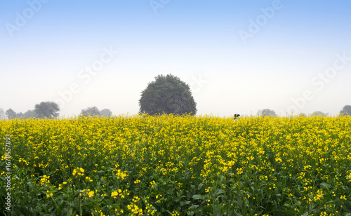 Photography Mustard crop field during springtime outdoor in nature.