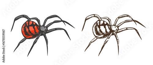 Hand drawn vintage halloween spider with red mark in engraving style, colored and monochrome vector illustration