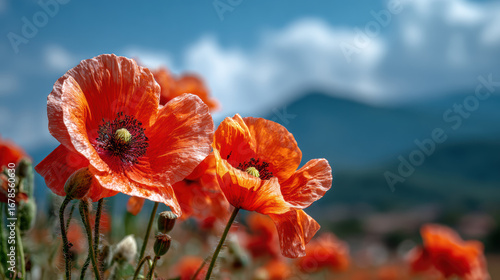 Fototapeta Naklejka Na Ścianę i Meble -  Red poppy flower field with mountain and cloudy sky background