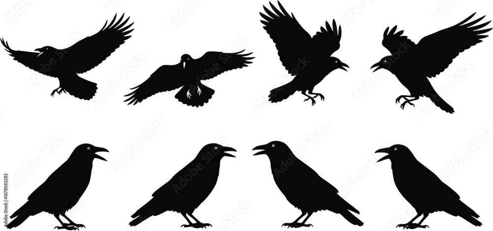 Fototapeta premium Set of black crow silhouettes, flying and standing birds for halloween or nature designs