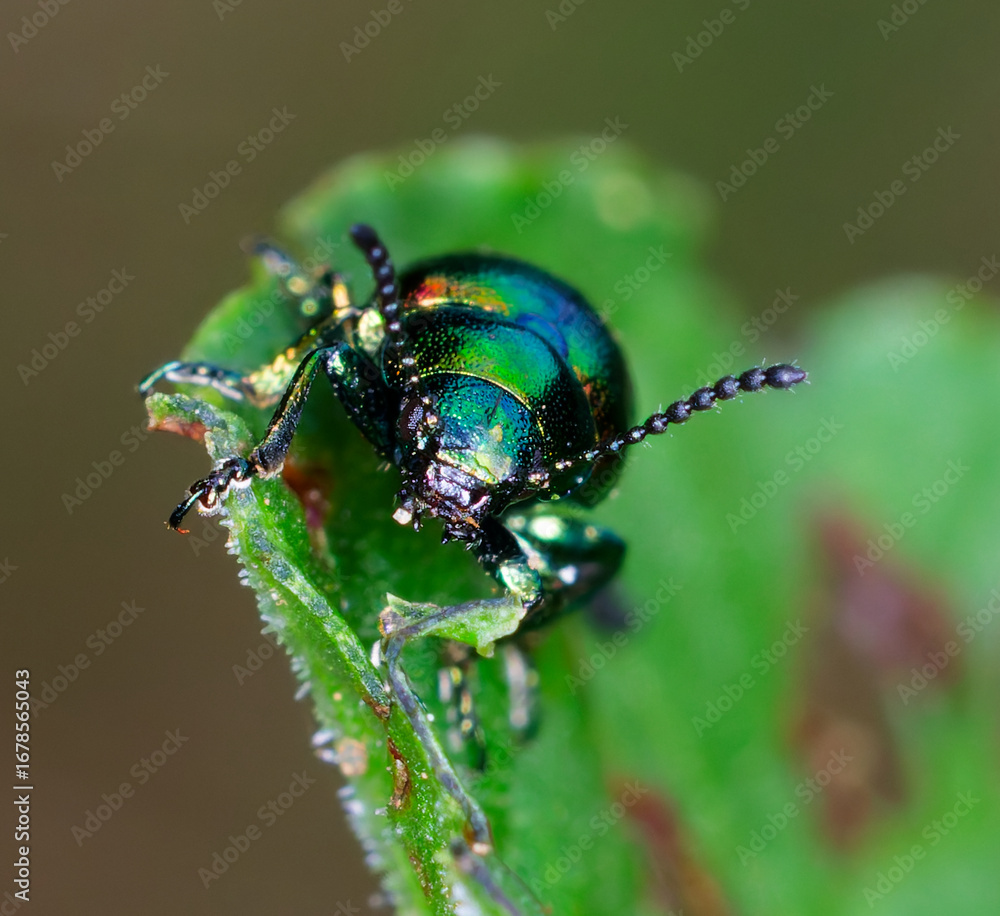 Fototapeta premium käfer
