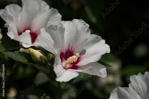 Hibiscus Mathilde, cuttings of Hibiscus syriacus, shrubs with large flowers,