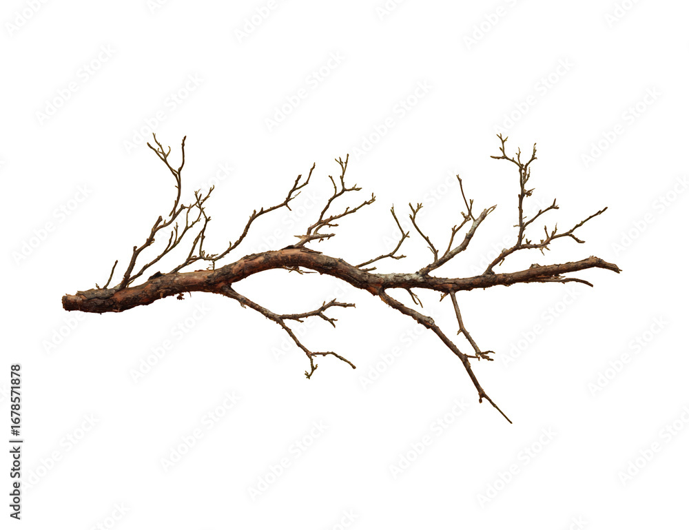 Fototapeta premium Dried branch against black background