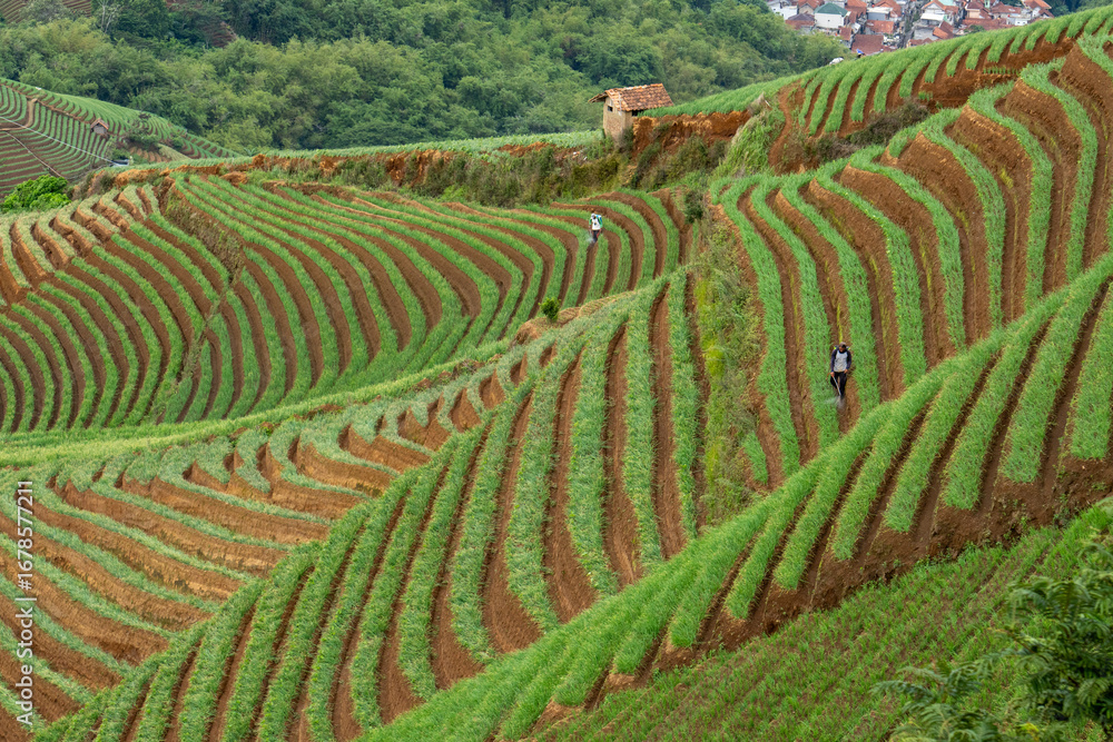 Fototapeta premium Sunrise sunset in the mountains, onion plantations
