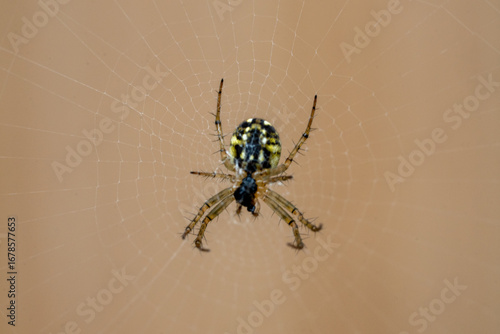 Macro d'une araignée mangore petite bouteille sur sa toile dans un jardin