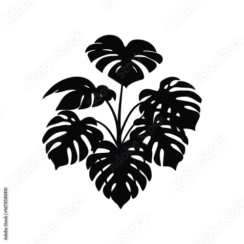 Elegant Black and White Silhouette of a Monstera Deliciosa Plant Bush, jungle plant with broad leaves silhouette vector illustration