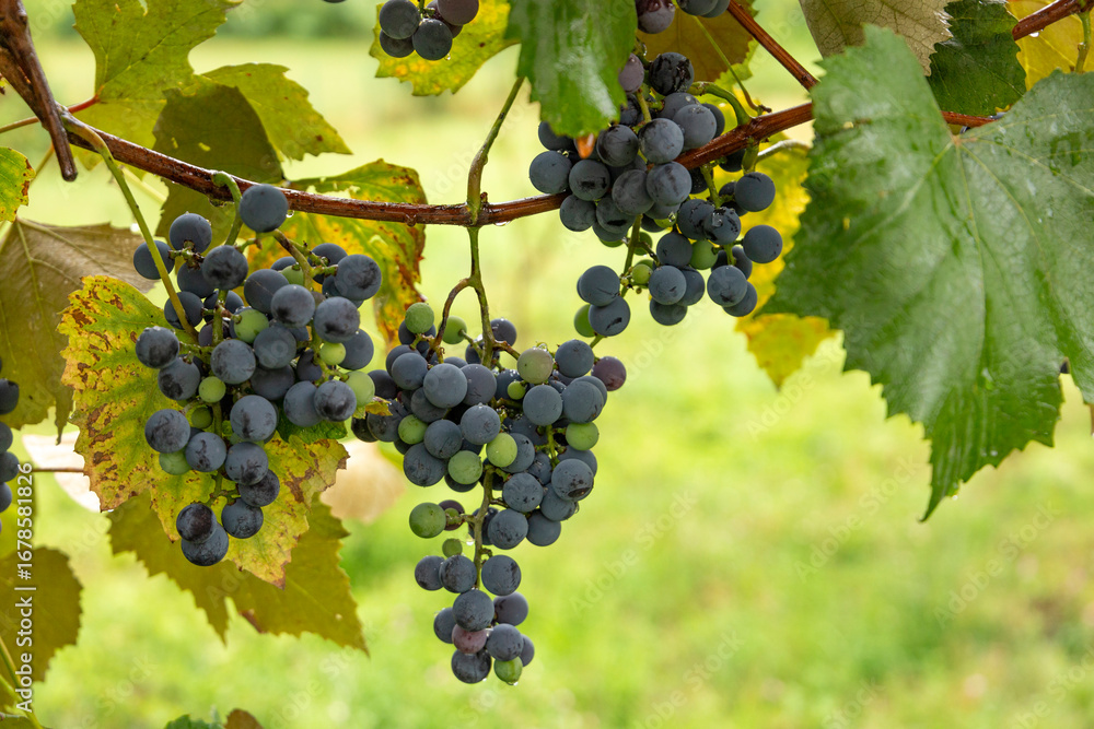 Naklejka premium Isabella grapes ripening on the vine. Rainy day