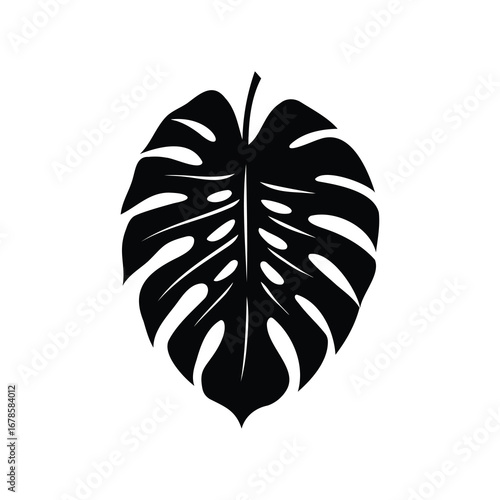Monstera deliciosa leaf illustration against a white background in monochrome style, monstera leaf silhouette vector illustration