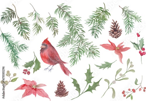 Watercolor Christmas Clipart Set. Hand-painted collection featuring a red cardinal bird, pine branches, holly leaves with berries, poinsettia flowers, pinecones, and winter greenery. Vector EPS.