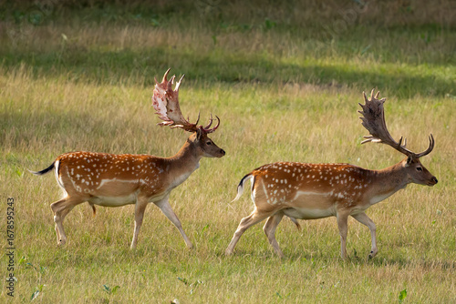European fallow deer (Dama dama), also known as the common fallow deer or simply fallow deer, two male with freshly matured antlers among other fallow deer.