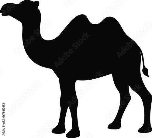 Majestic black silhouette of a dromedary camel standing proudly in profile side view silhouette