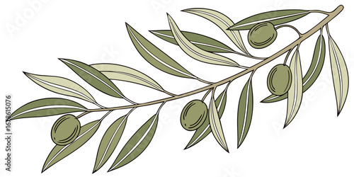 Cartoon set of olive tree branches on white