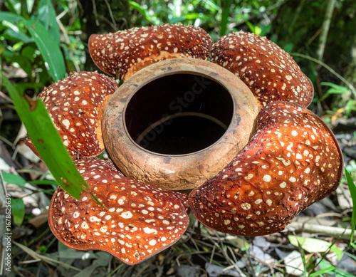 A close-up photograph of a Rafflesia flower, the world’s largest individual bloom, found in the tropical rainforests of Southeast Asia. The giant reddish-brown petals with white spots surround a centr