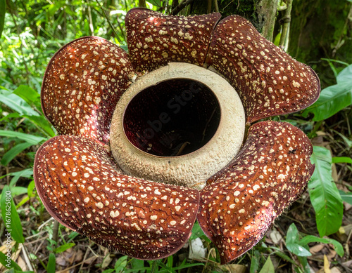 A close-up photograph of a Rafflesia flower, the world’s largest individual bloom, found in the tropical rainforests of Southeast Asia. The giant reddish-brown petals with white spots surround a centr