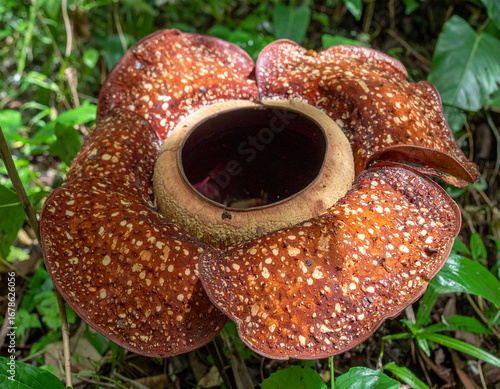 A close-up photograph of a Rafflesia flower, the world’s largest individual bloom, found in the tropical rainforests of Southeast Asia. The giant reddish-brown petals with white spots surround a centr