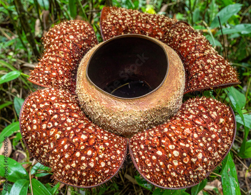 A close-up photograph of a Rafflesia flower, the world’s largest individual bloom, found in the tropical rainforests of Southeast Asia. The giant reddish-brown petals with white spots surround a centr