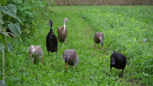 Close-up of flock of Indian Runner ducks at organic farm at Swiss city of Zürich on a late summer morning. Movie shot September 1st, 2025, Zurich Schwamendingen, Switzerland.