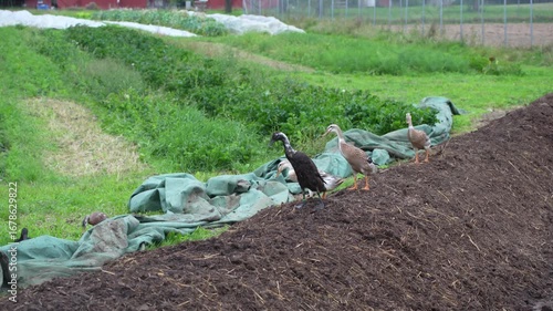 Close-up of flock of Indian Runner ducks at organic farm at Swiss city of Zürich on a late summer morning. Movie shot September 1st, 2025, Zurich Schwamendingen, Switzerland.