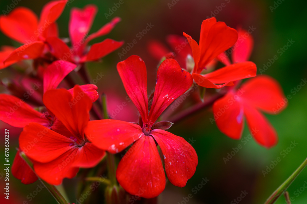 Fototapeta premium Vivid Red Geraniums in Soft Focus