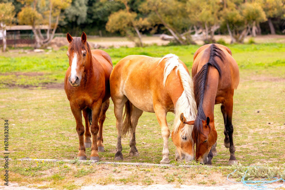 Fototapeta premium horses on the farm in summer